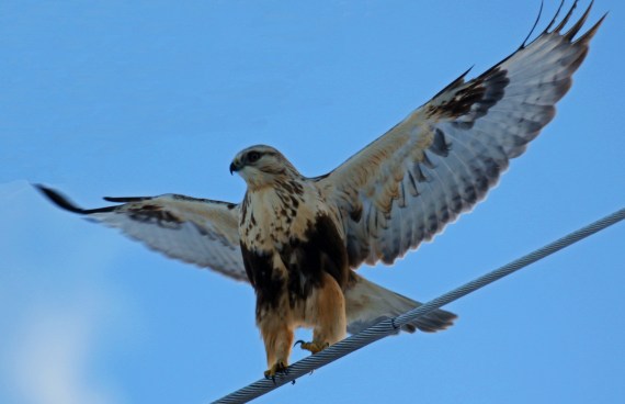 Rough Legged Hawk Wings Spread.jpg
