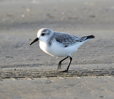 Sanderling