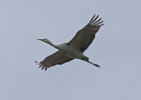 SAndhill Crane1