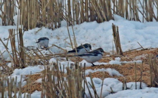 Snow Buntings