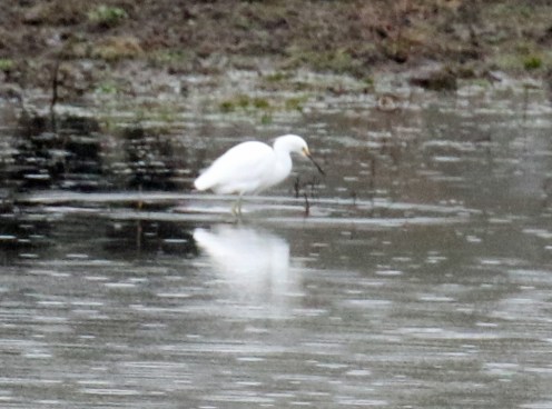Snowy Egret