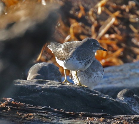 Surfbird