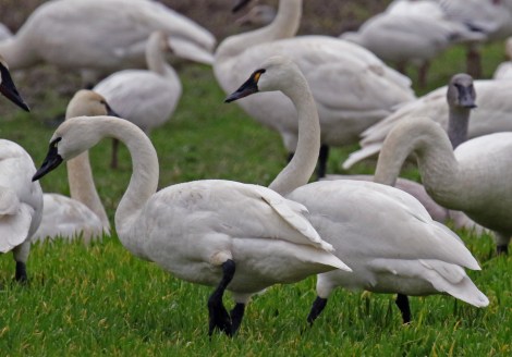 Tundra Swans