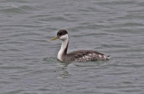 Western Grebe