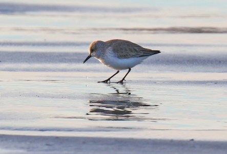 Western Sandpiper