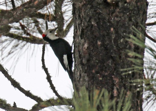 White Headed Woodpecker