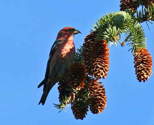 White Winged Crossbill