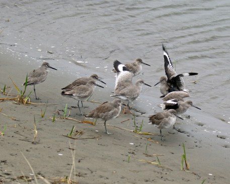 Willets