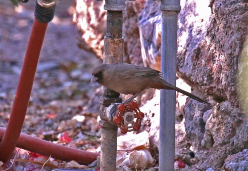 Abert's Towhee