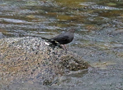 American Dipper