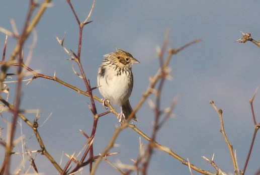 Baird's Sparrow6-1 - Copy