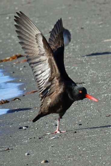 Black Oystercatcher Wings
