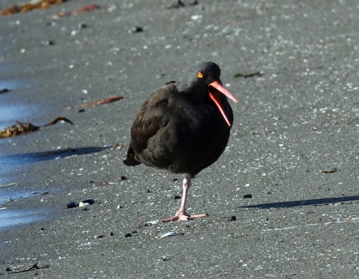 Black Oystercatcher1
