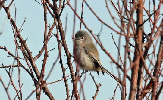Black Tailed Gnatcatcher1-1 - Copy