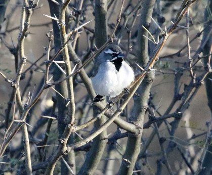 Black Throated Sparrow - Copy
