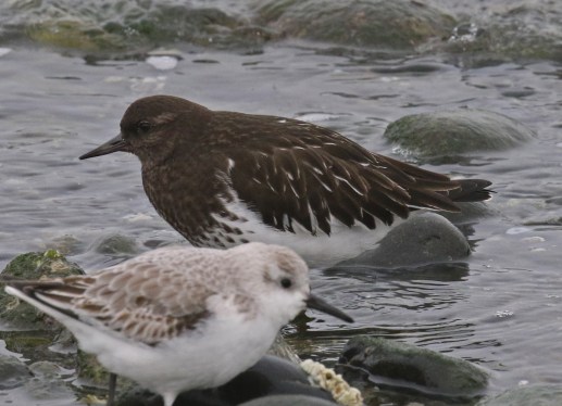 Black Turnstone