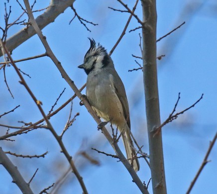 Bridled Titmouse