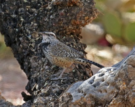 Cactus Wren2 - Copy