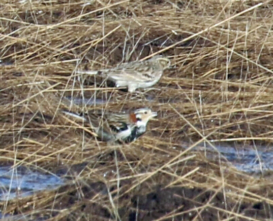 Chestnut Collared Longspurs-1