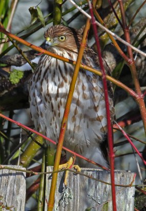 Cooper's Hawk