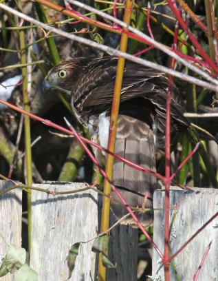 Cooper's Hawk1