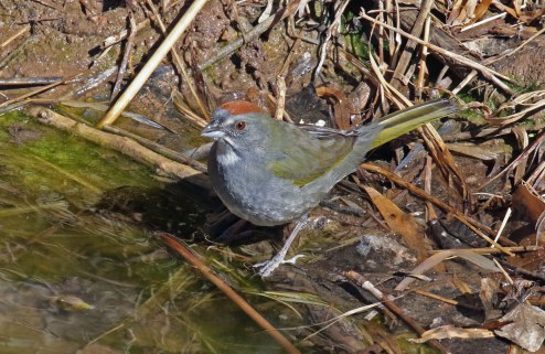 Green Tailed Towhee-1