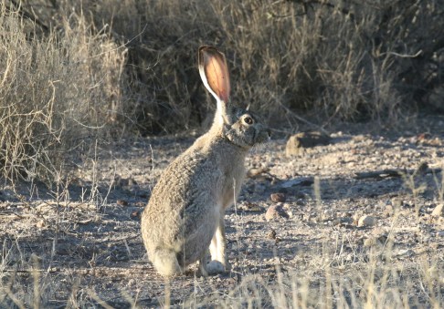 Jackrabbit-1