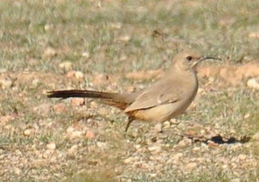 LeConte's Thrasher