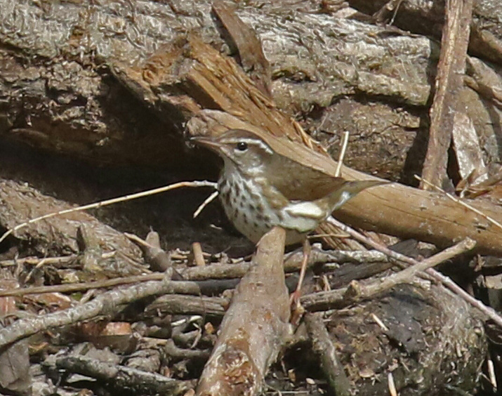 Louisiana Waterthrush-1a - Copy