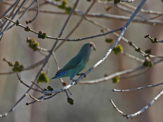 Rosy Faced Lovebird Blue