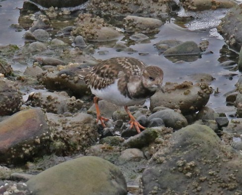 Ruddy Turnstone