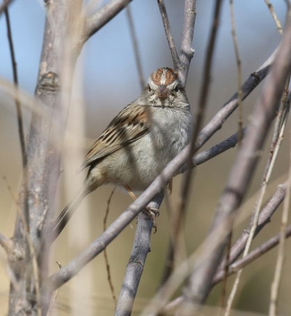 Rufous Winged Sparrow Front-1