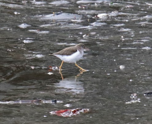 Spotted Sandpiper