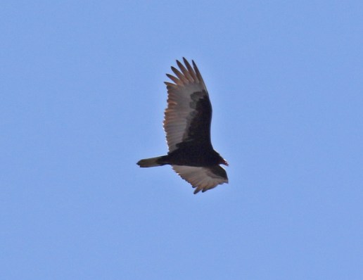Turkey Vulture
