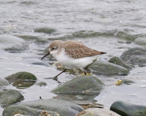 Western Sandpiper (2)