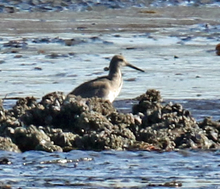 Willet