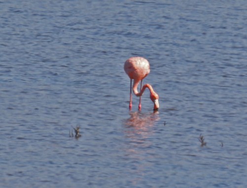 American Flamingo 1