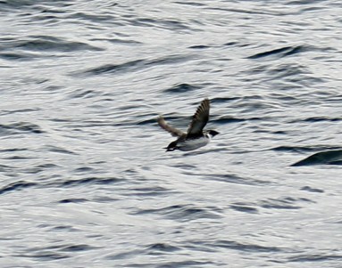 Ancient Murrelet