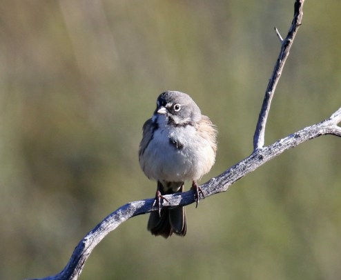 Bell's Sparrow5