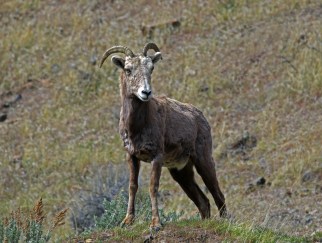 Bighorn