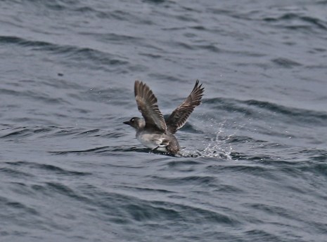 Cassin's Auklet