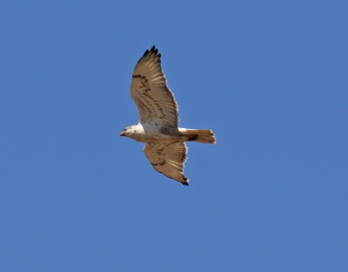 Ferruginous Hawk Flight