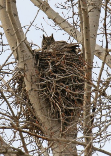 Great Horned Owl on Nest