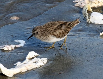 Least Sandpiper Tokeland