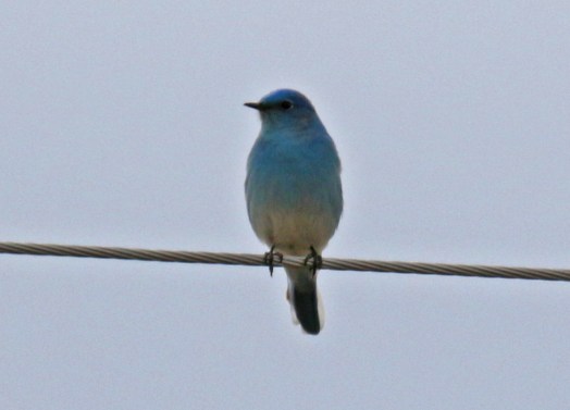 Mountain Bluebird1