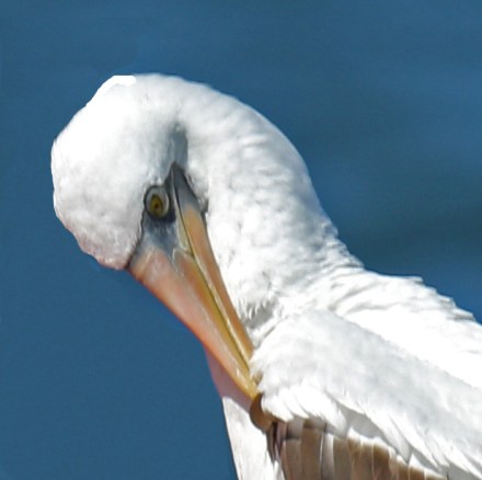 Nazca Booby Headr