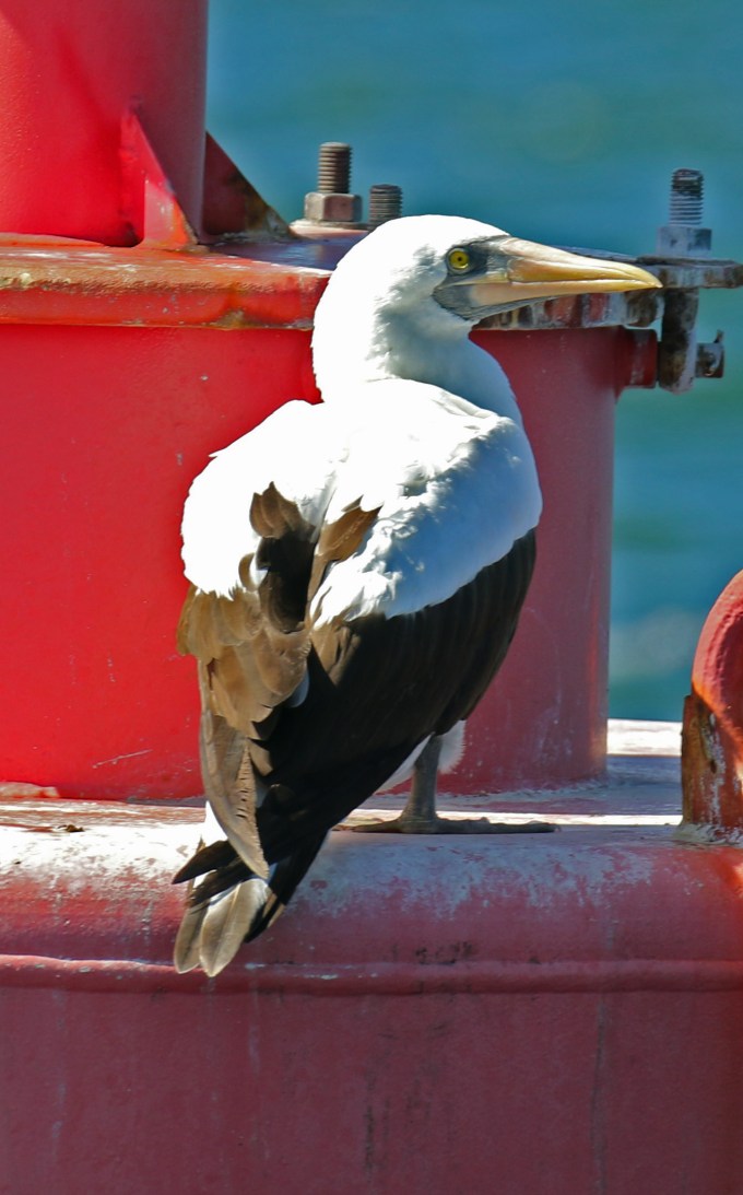 Nazca Booby7