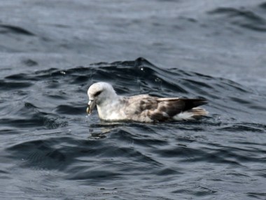 Northern Fulmar Light Phase