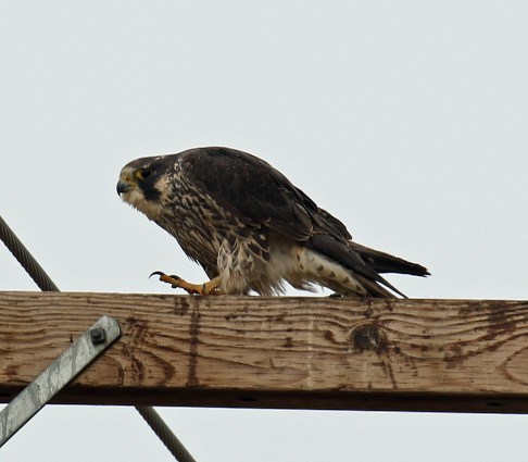 Peregrine Falcon