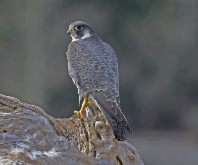 Peregrine Hobuck